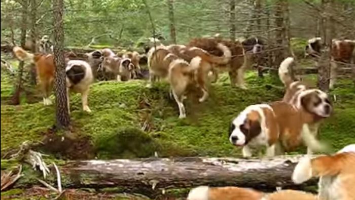 Bernandinac (8)