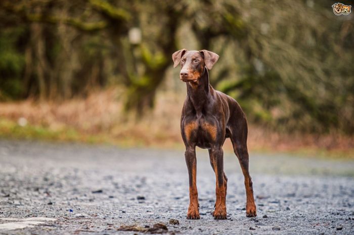 Doberman (1)