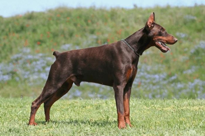 Doberman (2)