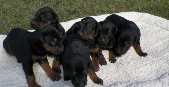 Doberman (5)