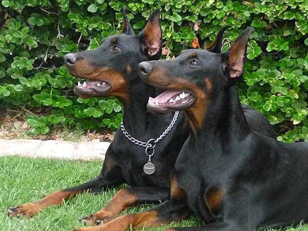 Doberman (6)