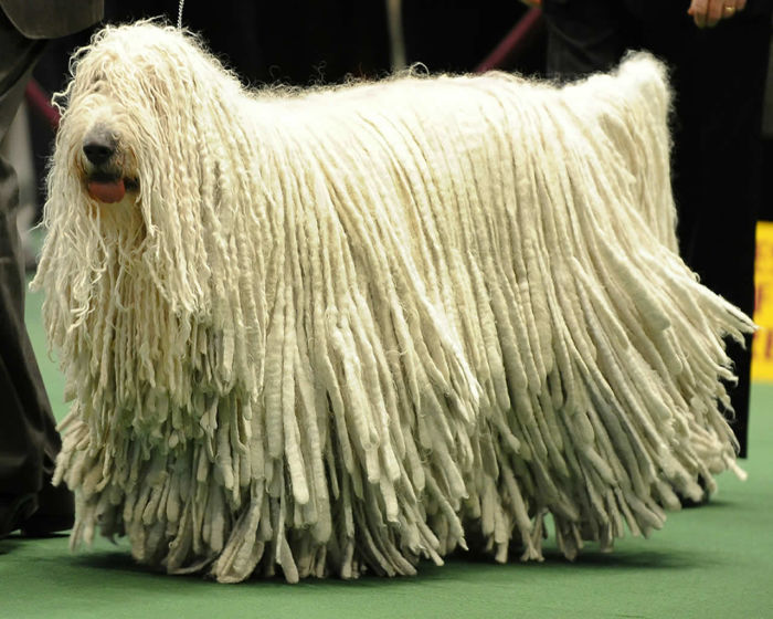 Komondor (2)
