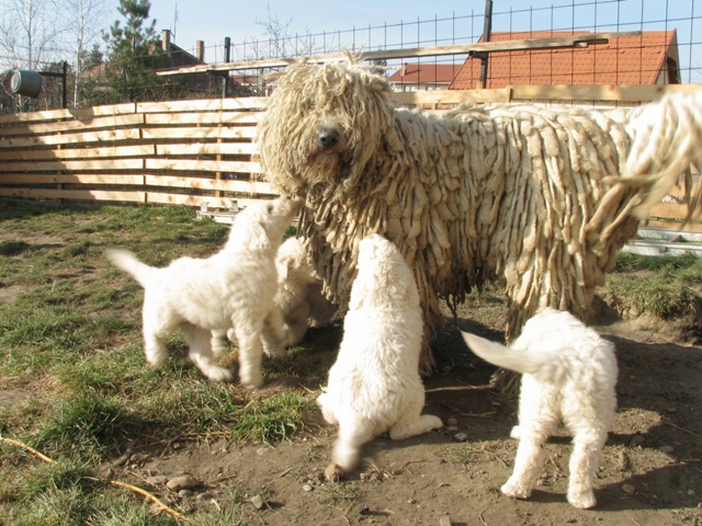 Komondor (4)