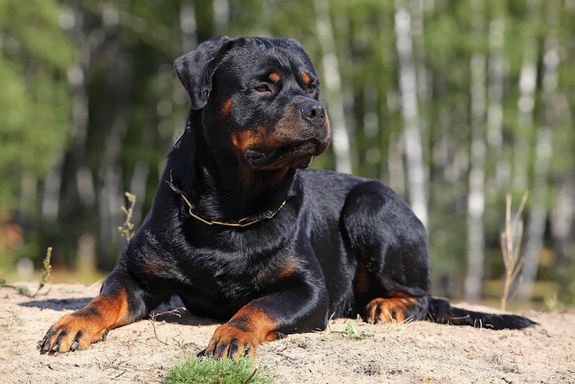 Rotvajler (4)