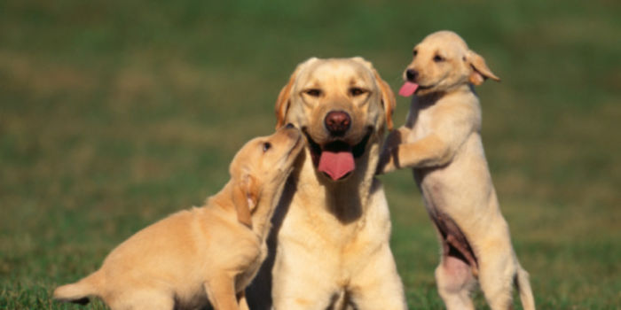 Labrador retriver (2)