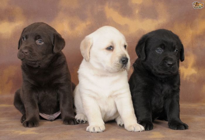 Labrador retriver (3)