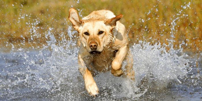 Labrador retriver (4)