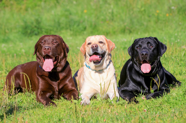 Labrador retriver (5)