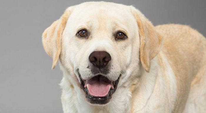 Labrador retriver