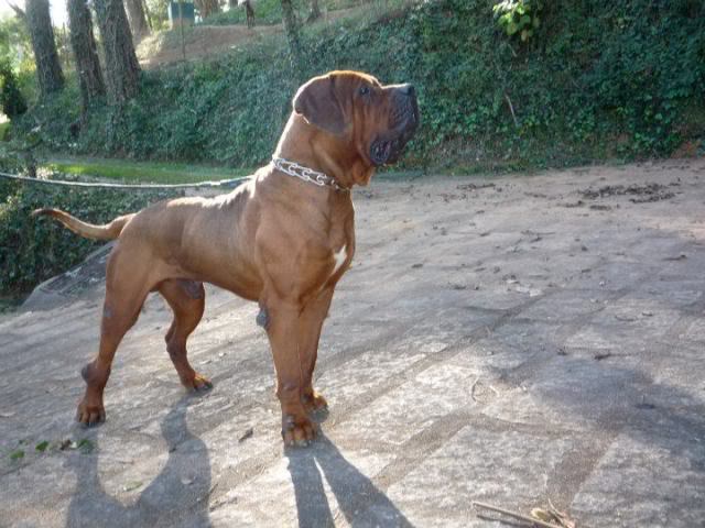 TOSA INU