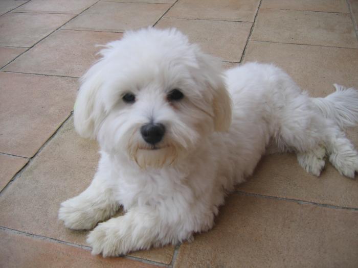 Maltezer (2)