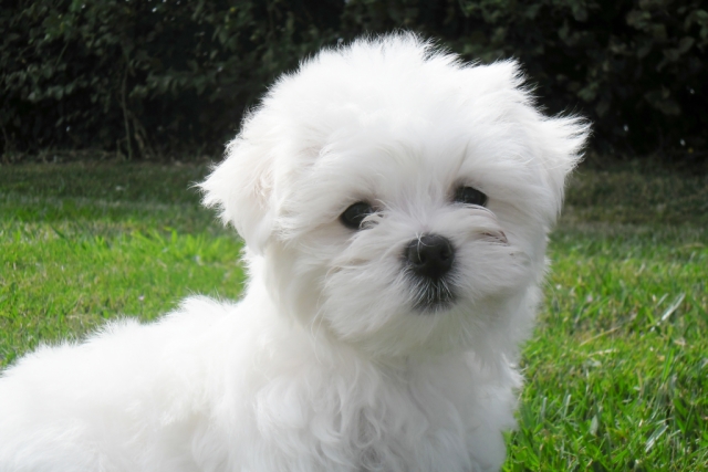 Maltezer (3)