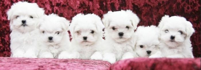 Maltezer (5)