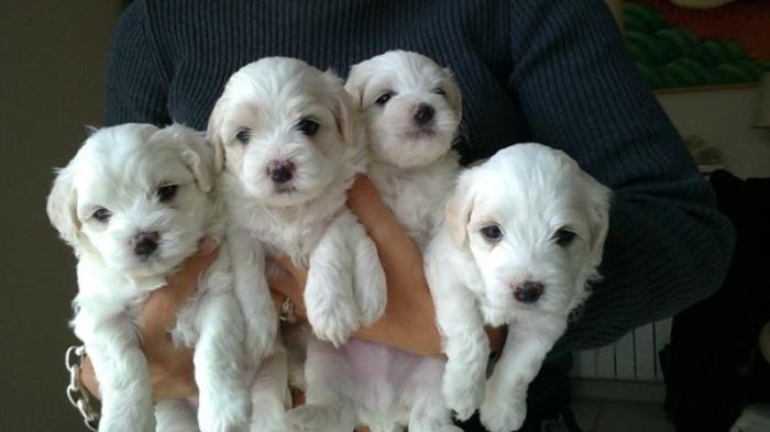 Maltezer (6)