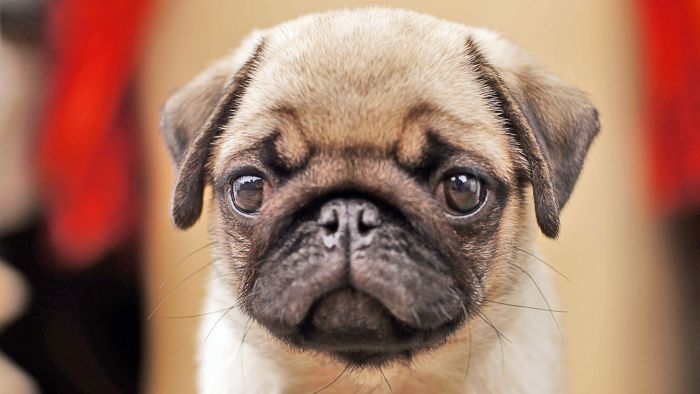 Mops (1)
