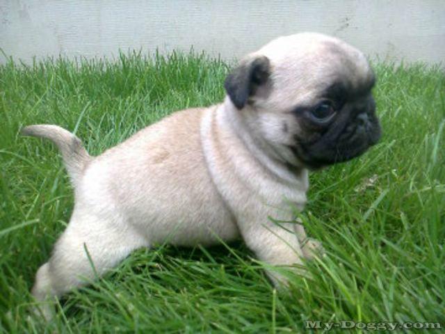 Mops (2)