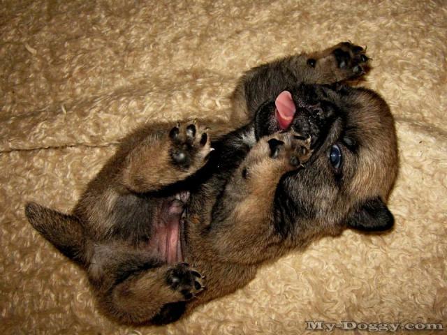 Mops (4)