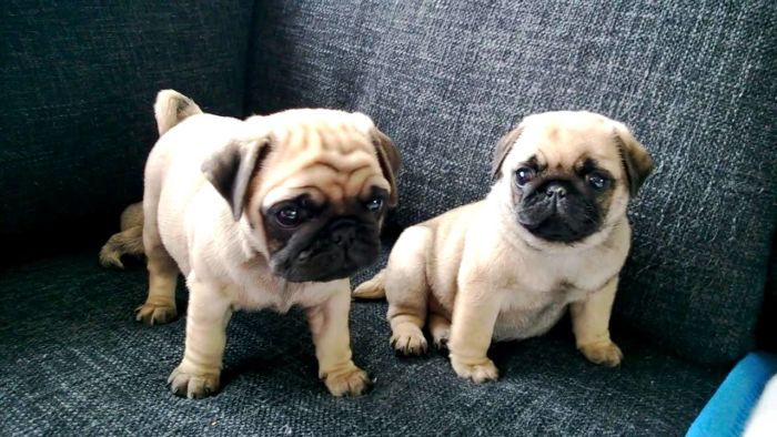 Mops (5)