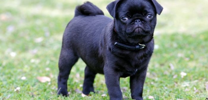 Mops