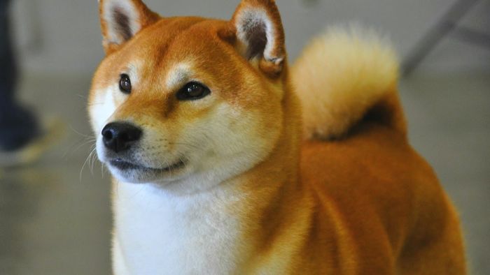 Shiba inu (1)