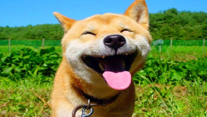 Shiba inu (2)