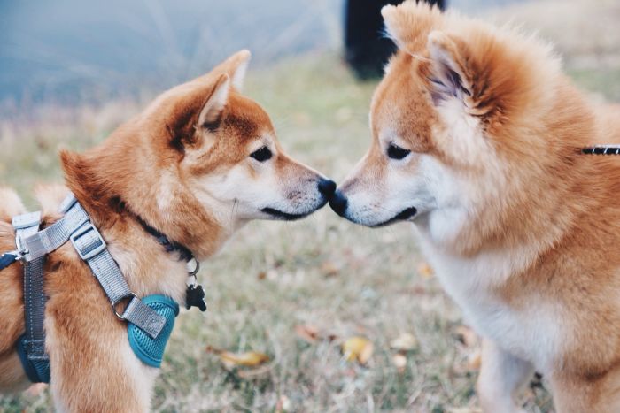 Shiba inu (3)