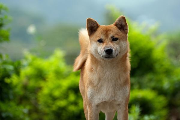 Shiba inu (4)