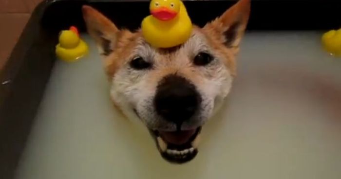 Shiba inu (5)