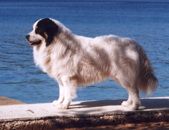 Tornjak 4
