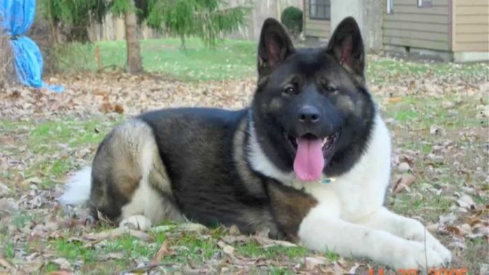 Am akita (1)
