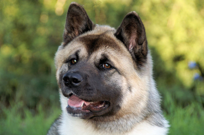 Am akita (3)
