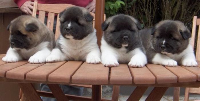 Am akita (4)