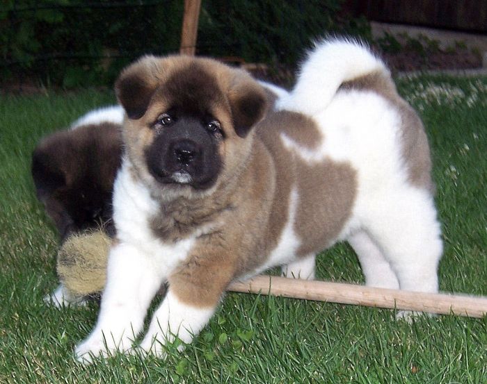 Am akita (5)