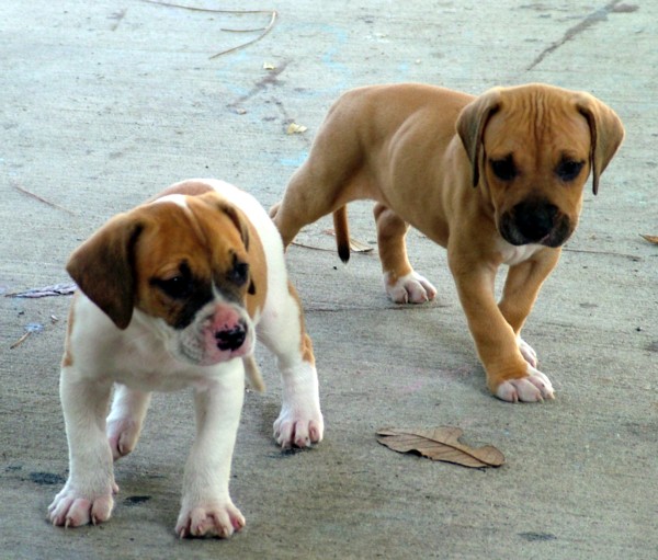 Americki buldog (2)