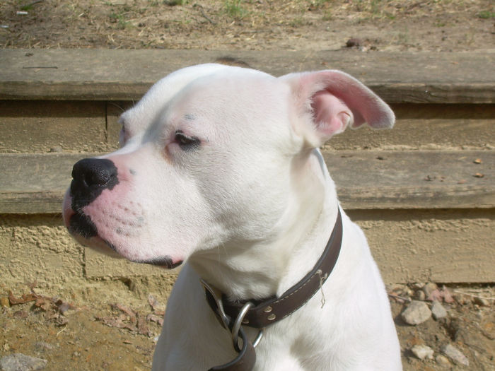 Americki buldog (3)