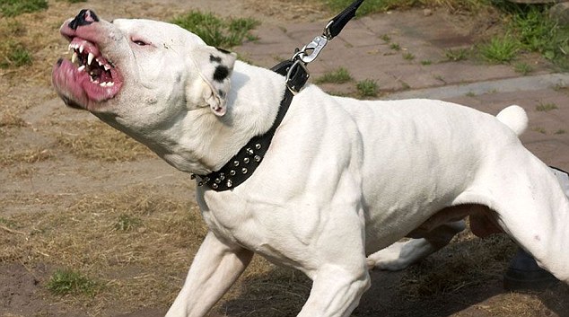 Americki buldog (4)