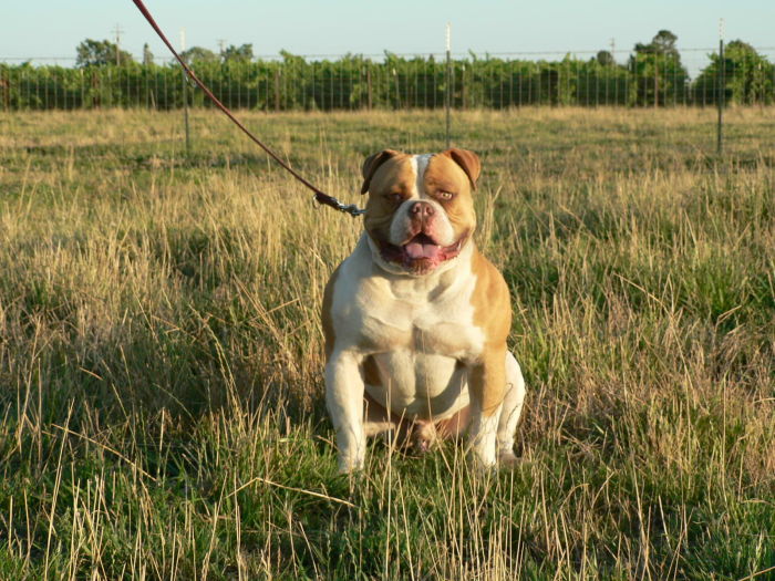 Americki buldog