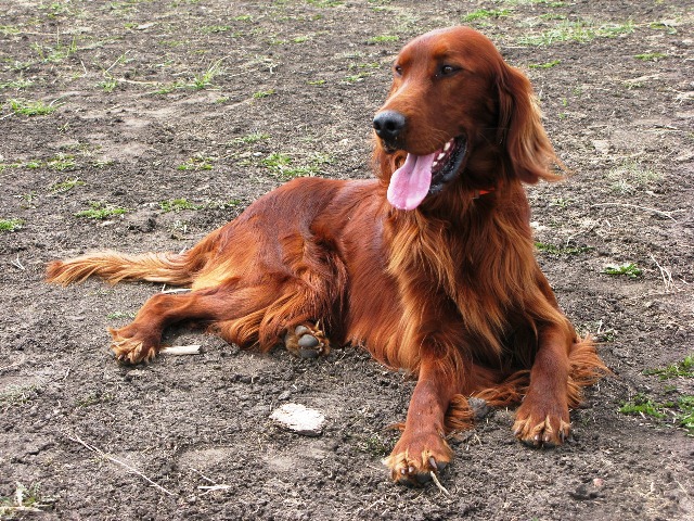 Irski seter (2)